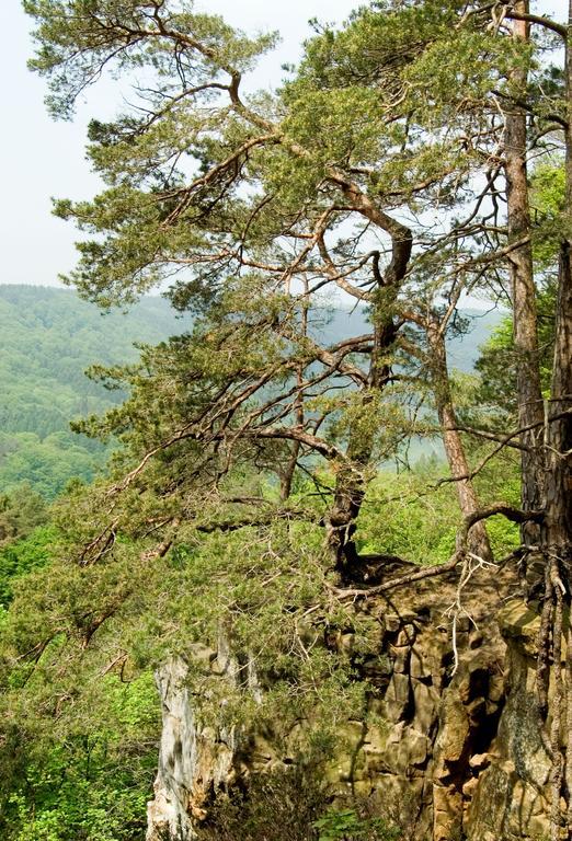 Hotel Hauer Bollendorf Εξωτερικό φωτογραφία